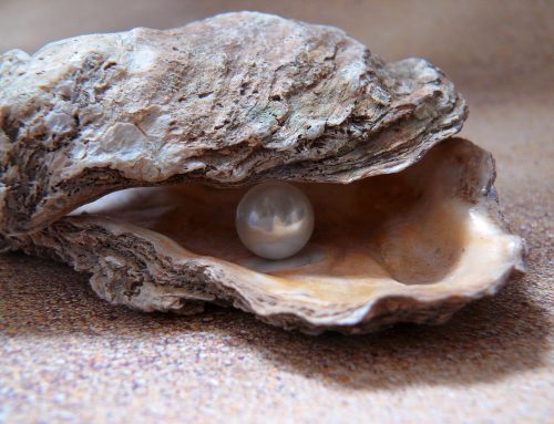Perlen – Schönheiten aus dem Wasser