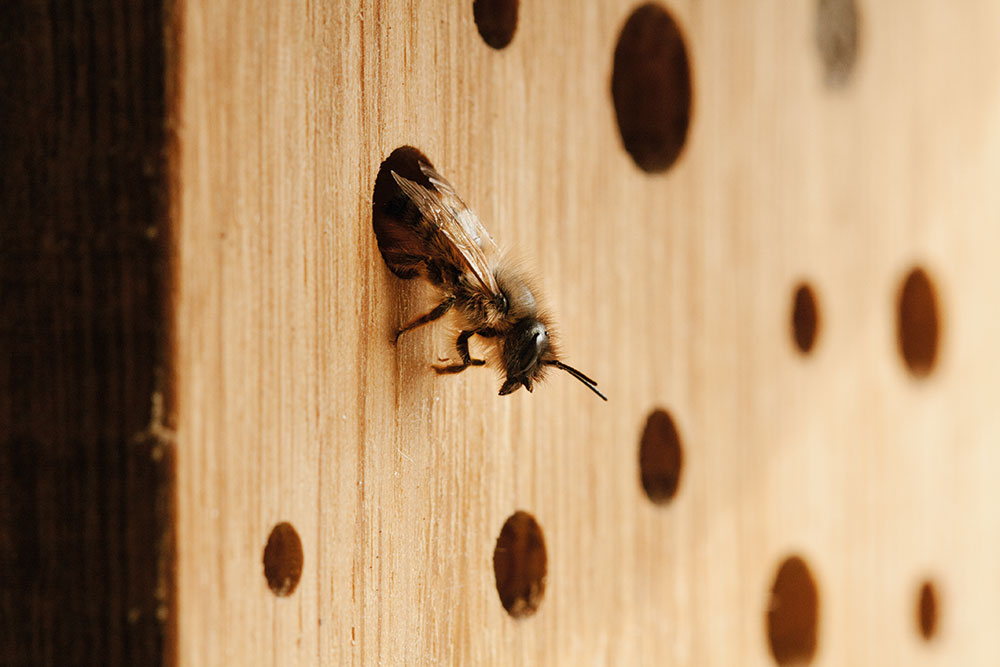 Nisthilfen für die Rostrote Mauerbiene Foto: © Dominic Reiterer