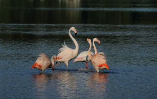 Flamingos Zwillbrocker Venn